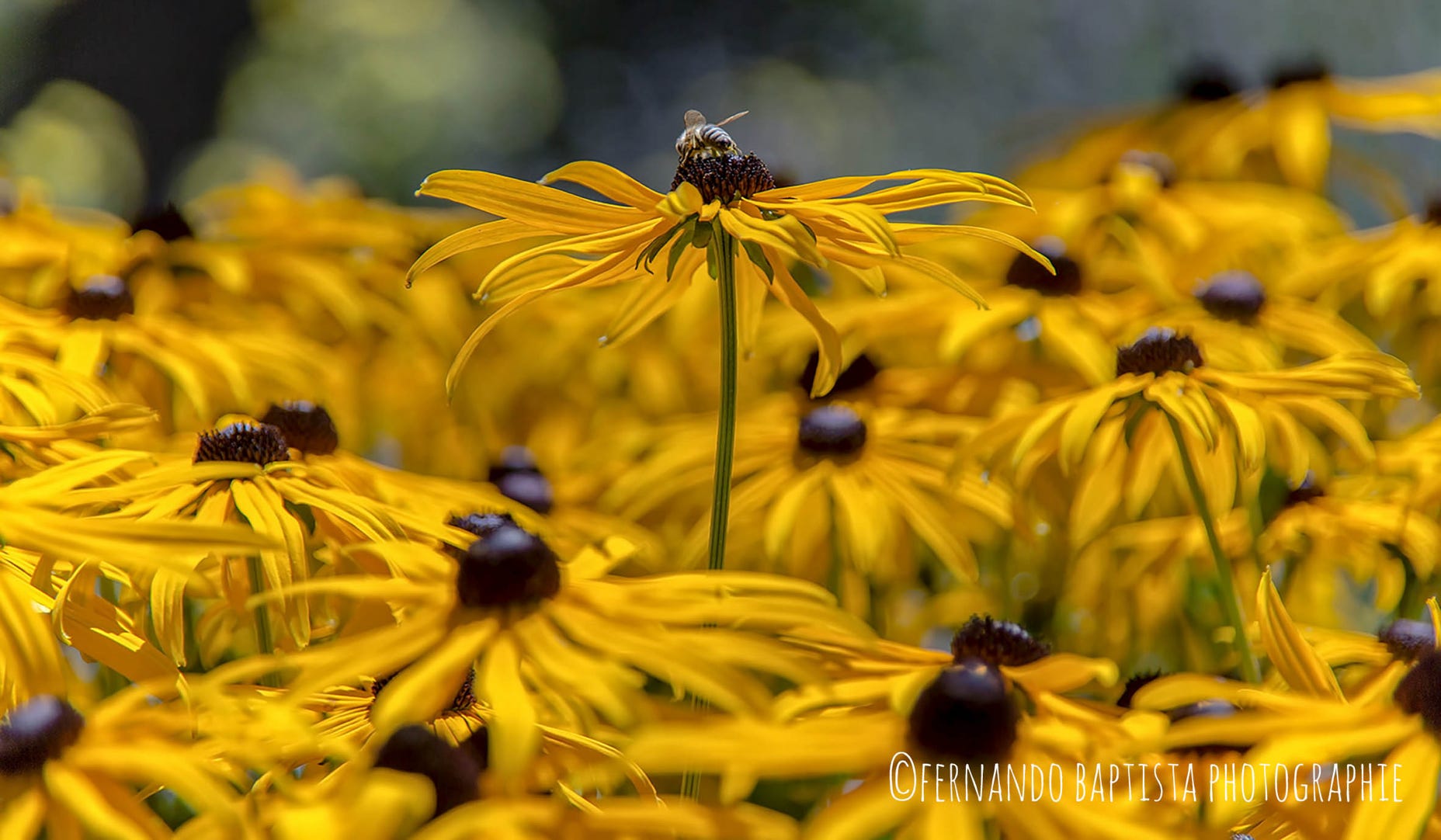 Ein Insekt sitzt inmitten einer Blüte und sonnt sich