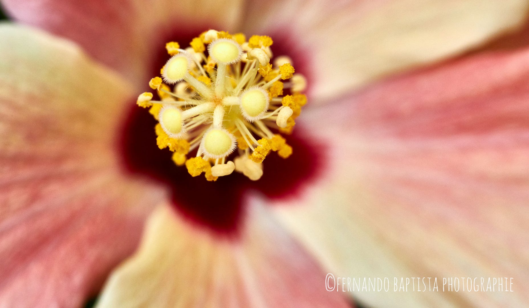 Der "Stempel" in der Blütenmitte eines Hibiskus