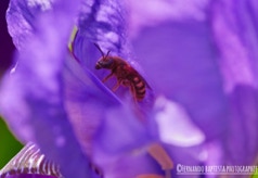 Wespe sucht in einer Blüte, Schutz vor der Hitze