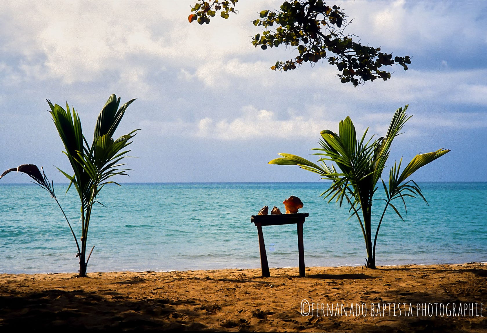 Palmentriebe und ein Tisch am Strand in der Dominikanischen Republik