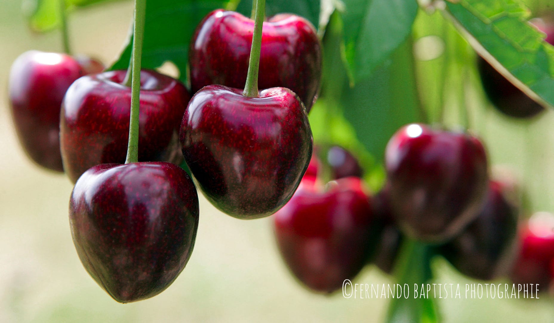 Reife Kirschen hängen in einer Traube am Kirschbaum