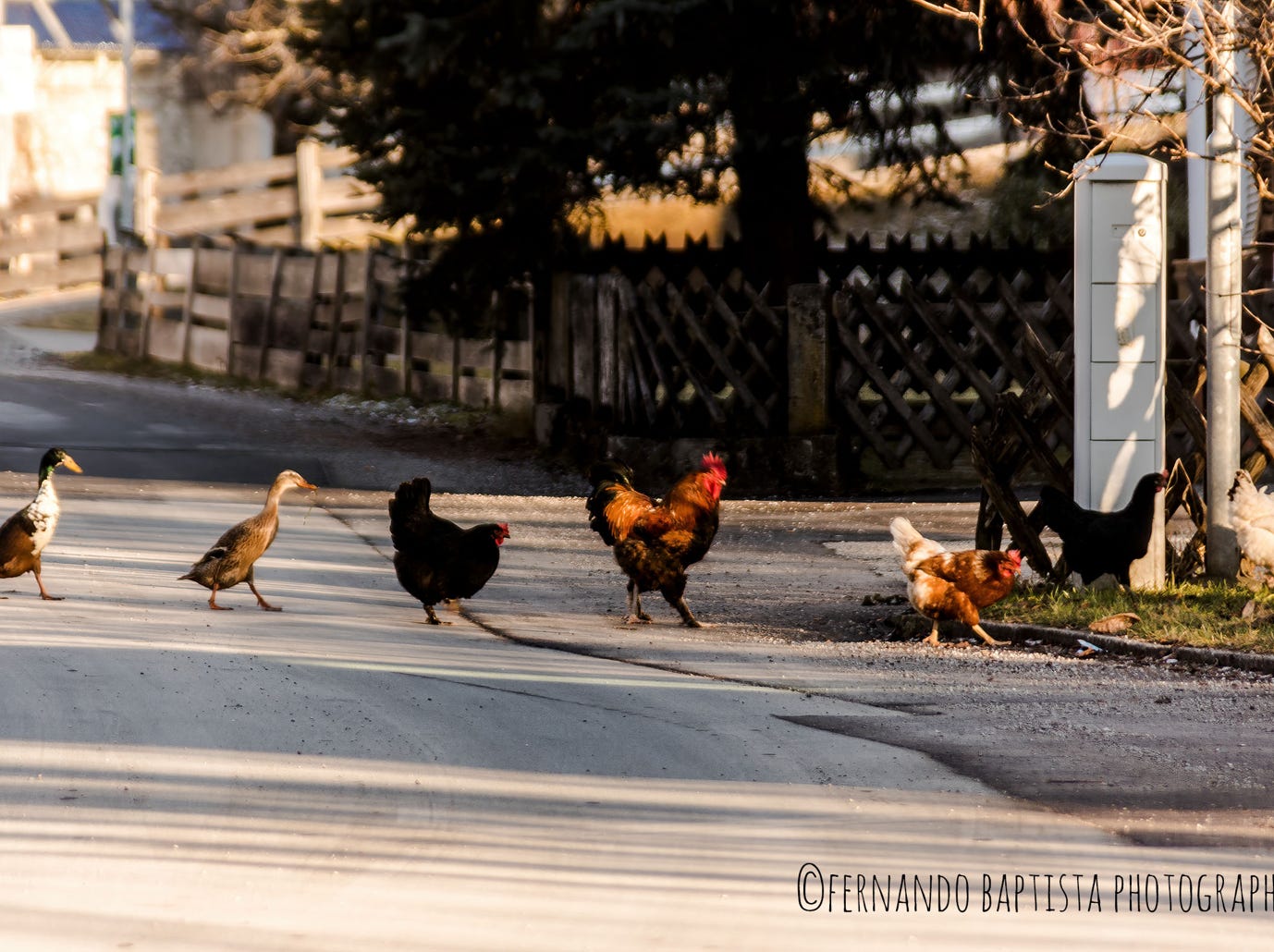 Hühner, Hahn und Enten überqueren in einer Reihe eine Straße im Tirol.