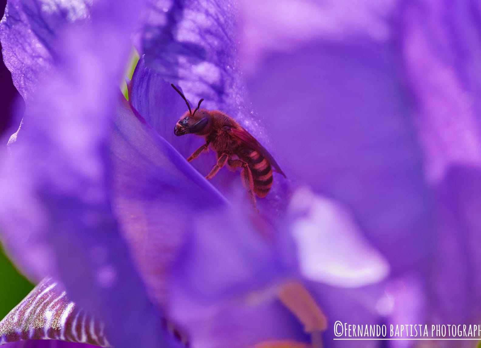 Eine Wespe sucht Schutz vor der Sonne inmitten einer großen Blüte